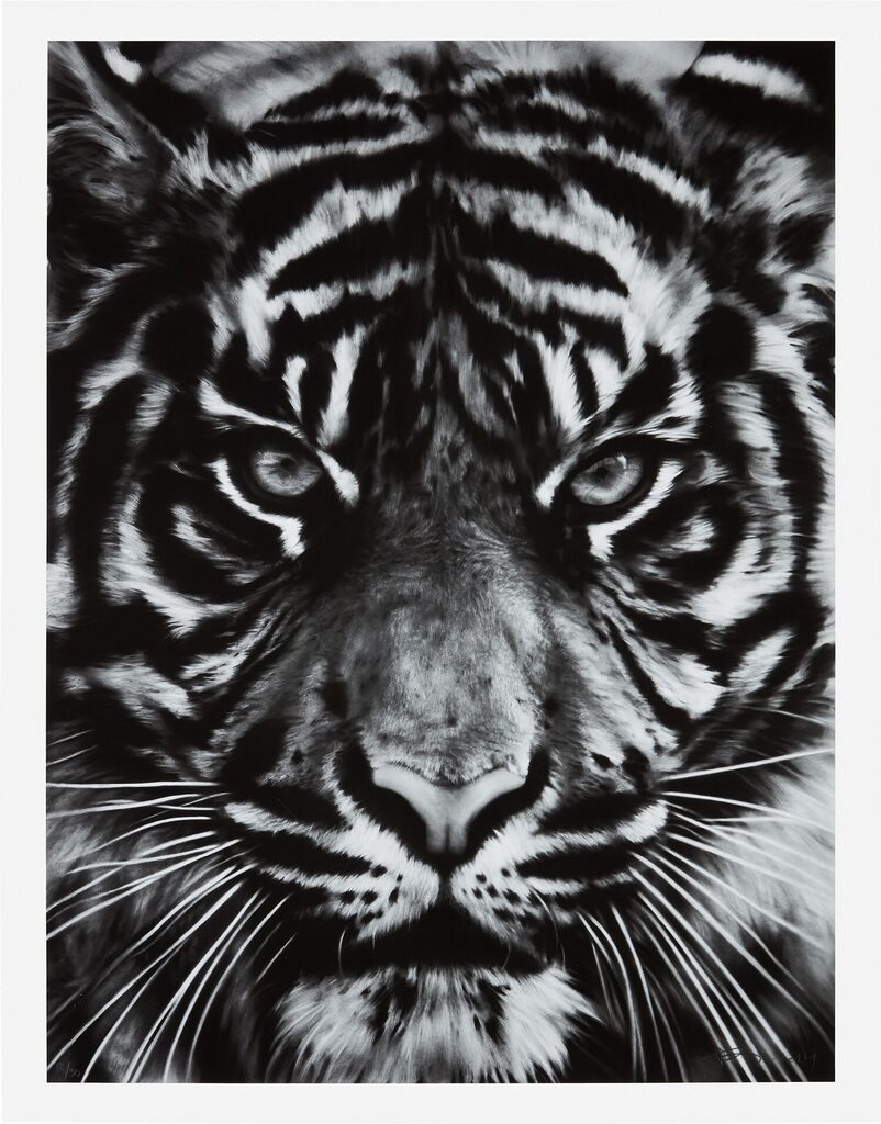 Robert Longo - Untitled (Tiger Head 2)