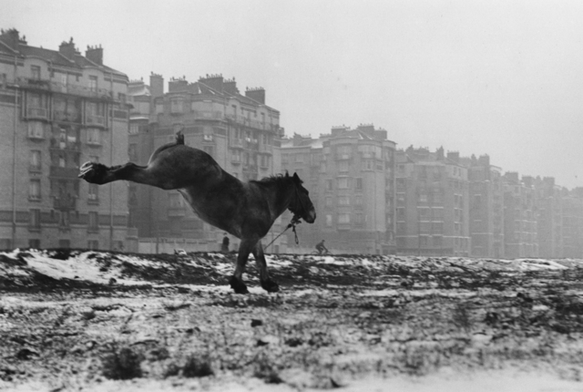 Sabine Weiss, ‘Cheval’, 1952, Holden Luntz Gallery