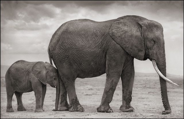 Nick Brandt, ‘Elephant Mother & Baby at Leg, Amboseli’, 2012, Gilman Contemporary