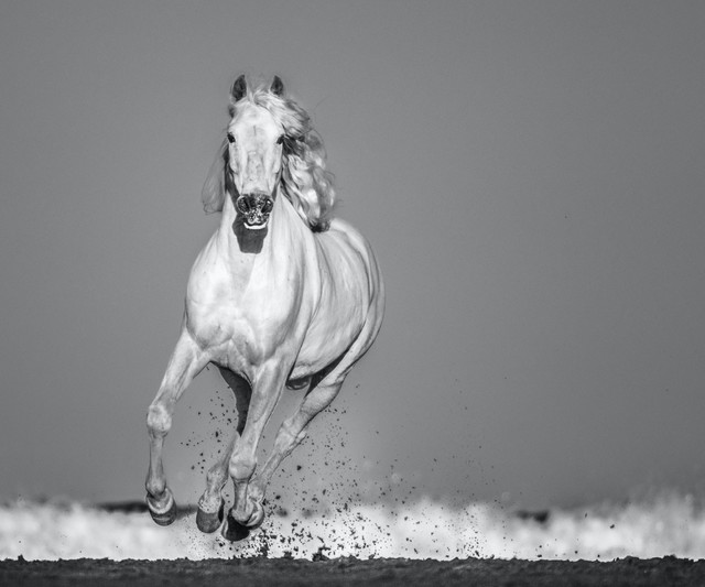 David Yarrow, ‘Pegasus’, 2020, Photography, Archival Pigment Print, Hilton Asmus