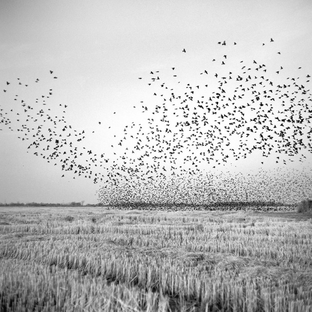 Brandon Thibodeaux, ‘Birds in Field, Mound Bayou, Mississippi’, 2012, Photography, Archival Inkjet Print, Pictura Gallery