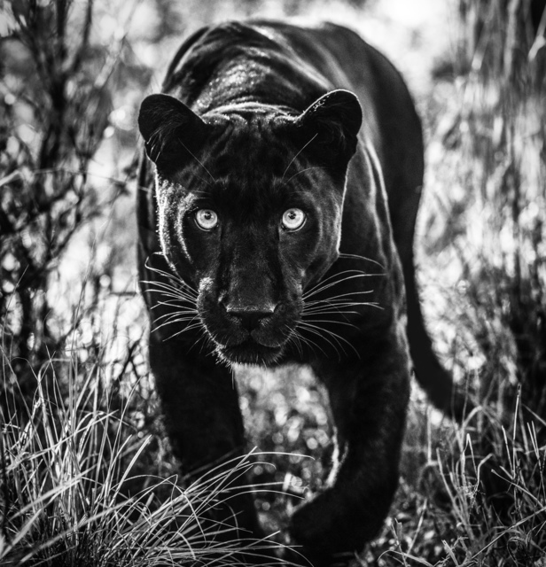 David Yarrow, ‘Wakanda’, 2019, Hilton Asmus