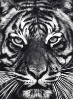 Untitled (Leo)