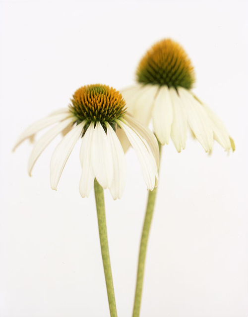 Ron van Dongen - Artworks for Sale & More | Artsy