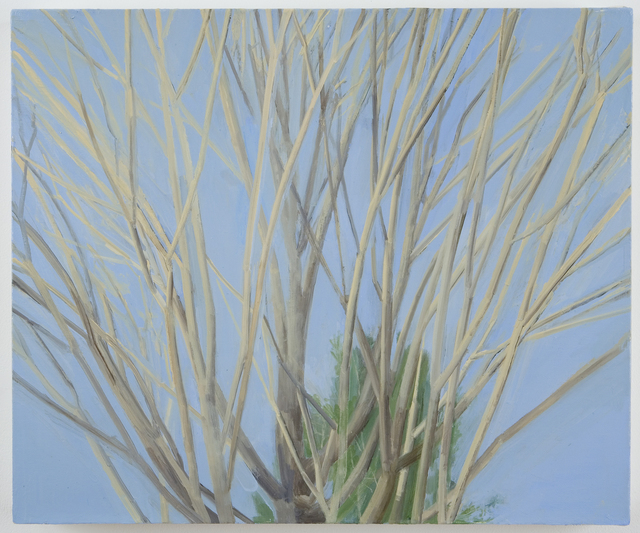Sylvia Plimack Mangold, ‘Winter Maple’, 2007, Painting, Oil on linen, Alexander and Bonin