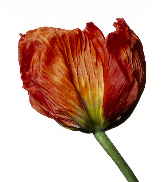 Michael Zeppetello, ‘Iceland Poppy (S)’, 2018, Photography, Hahnemuehle Photo Rag Baryta Paper, Almond & Co.