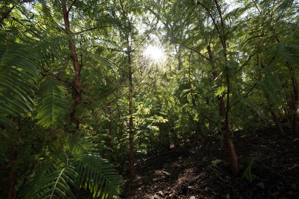 Spencer Finch "Lost Man Creek" 2016
Courtesy of the artist
Photo: Timothy Schenck, Courtesy Public Art Fund, NY
On view at MetroTech Commons, Downtown Brooklyn, Oct 1, 2016 – Mar 11, 2018 Spencer Finch "Lost Man Creek" 2016
Courtesy of the artist
Photo: Timothy Schenck, Courtesy Public Art Fund, NY
On view at MetroTech Commons, Downtown Brooklyn, Oct 1, 2016 – Mar 11, 2018