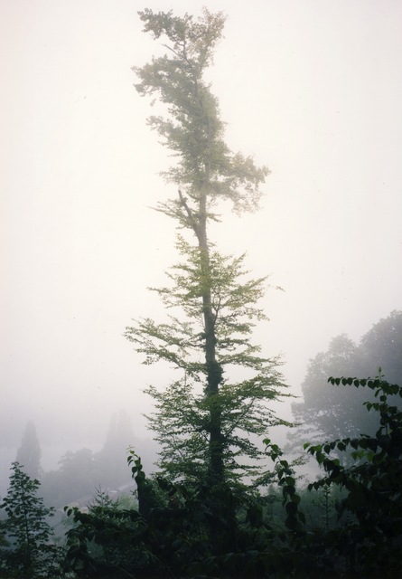 Jitka Hanzlová, ‘Untitled (Beech Tree)’, 2010, Yancey Richardson Gallery
