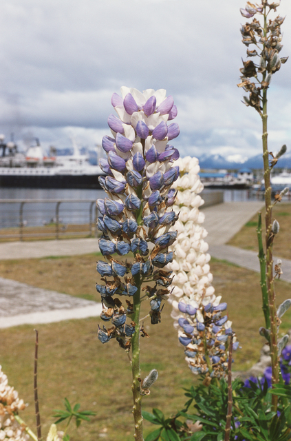 Wolfgang Tillmans, ‘Ushuaia Lupine (a)’, 2010, Fondation Louis Vuitton