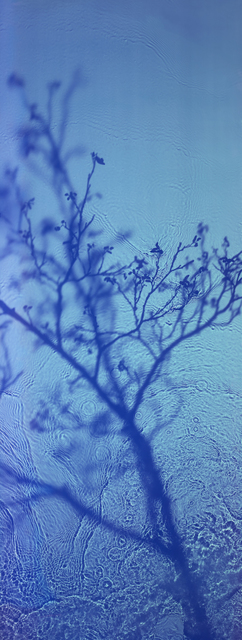 Susan Derges, ‘River Taw Willow ’, 2019, Photography, Digital C -type, Purdy Hicks Gallery