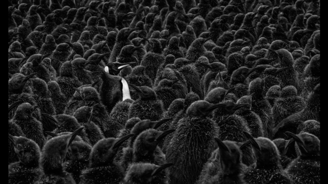 David Yarrow, ‘Daddy's Home’, 2018, Isabella Garrucho Fine Art