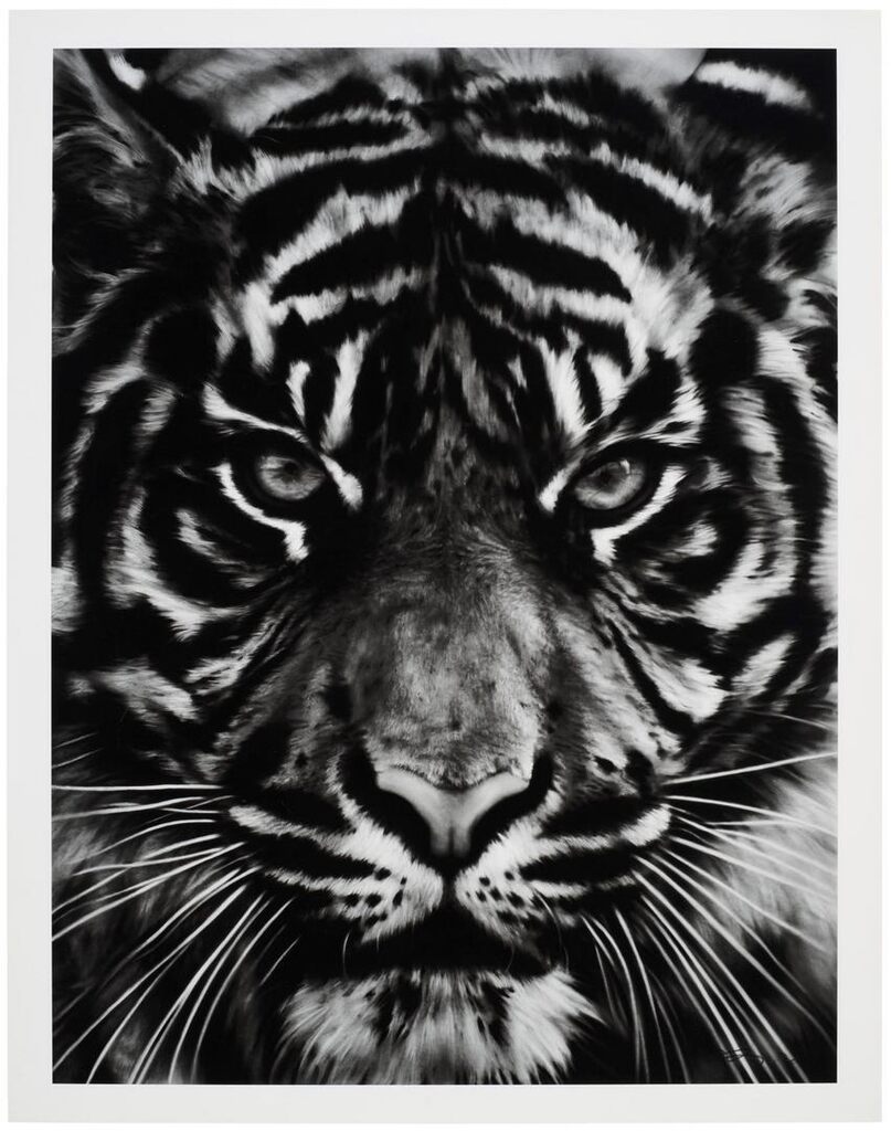 Robert Longo - Untitled (Tiger Head 2)