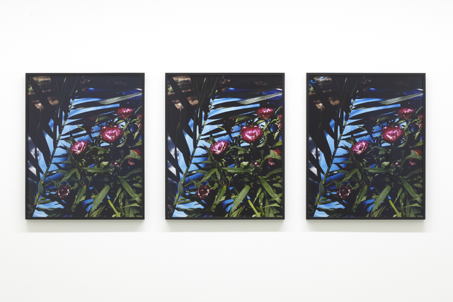 Annette Kelm, ‘Strawflowers’, 2013, Taka Ishii Gallery
