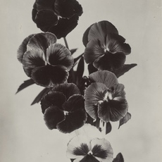 Grob Gallery's Autumn Salon Show. featuring; Henry Moore, Ron Arad, Nobuyoshi Araki, Helmut Newton, Hiroshi Sugimoto and more!