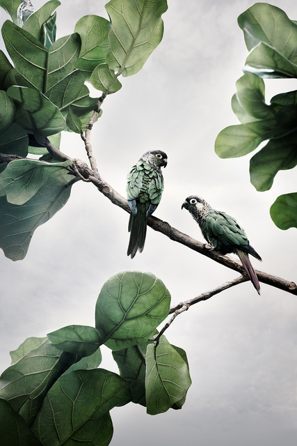 Alice Zilberberg, ‘Comfort Me Conures’, 2020, Photography, Archival Pigment Ink, photo-eye Gallery