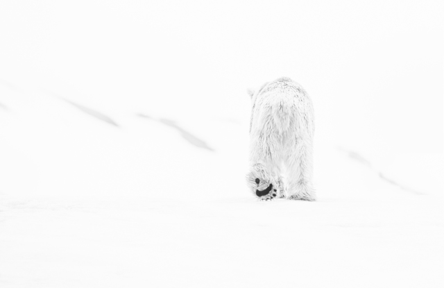 David Yarrow, ‘78 Degrees North II’, 2017, Photography, Archival Pigment Print, Hilton Asmus