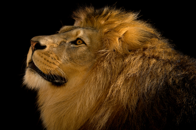 Joel Sartore, ‘A Barbary lion (Panthera leo leo) at the Plzen Zoo in the Czech Republic’, July-2015, Photography, Archival pigment ink on Canson Edition Etching Rag 310gsm., Global Wildlife Conservation