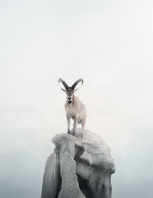 Alice Zilberberg, ‘Intent Ibex’, 2019, Photography, Photo-based digital painting (Paper - Canson Infinity Rag Photographique), Isabella Garrucho Fine Art