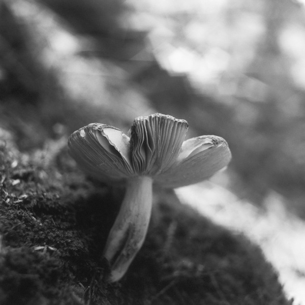 Heather Boose Weiss, ‘Mushroom Study’, 2011, Photography, Archival pigment print, Susan Eley Fine Art