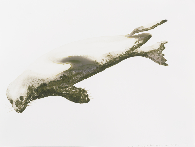 Alexis Rockman, ‘Harbor Seal (Phoca vitulina)’, 2014, Parrish Art Museum