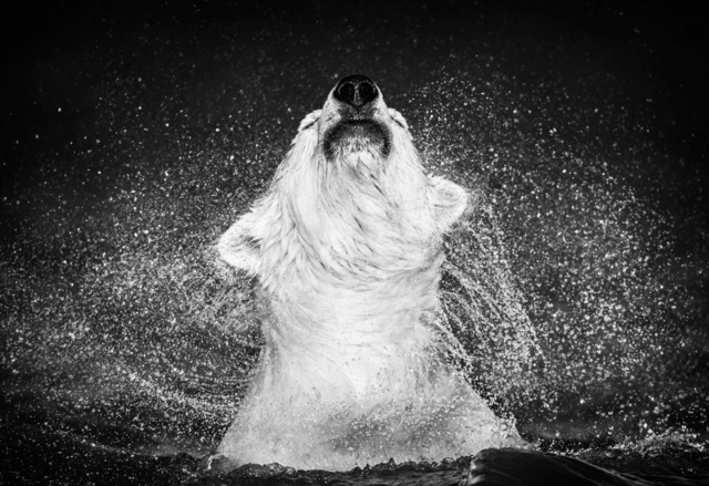 David Yarrow, ‘Diamonds in the Sky’, 2018, Visions West Contemporary