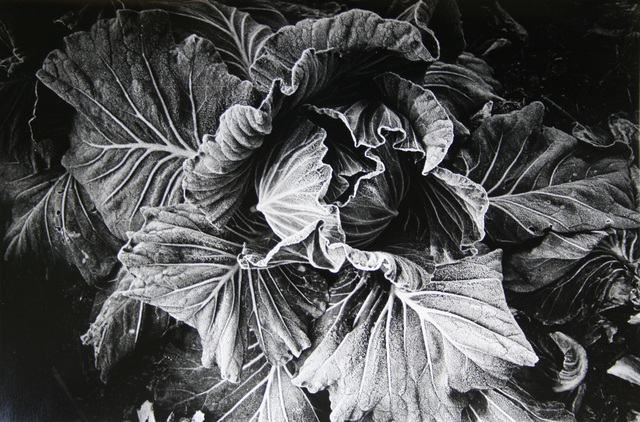 Daido Moriyama, ‘Cabbage (No. 2812)’, 1989, Galerie Bob van Orsouw