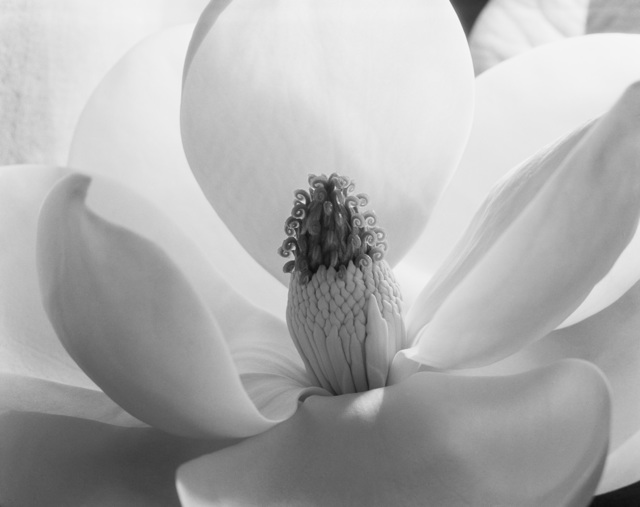 Imogen Cunningham, ‘Magnolia Blossom’, 1925, Photography, Platinum and Palladium Print on Archival Paper, Atlas Gallery