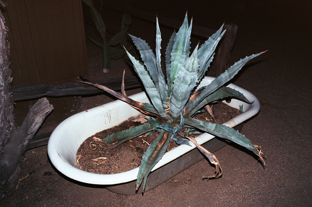OK McCausland, ‘Arizona’, 2019, Photography, 35mm color film, SHIM Art Network