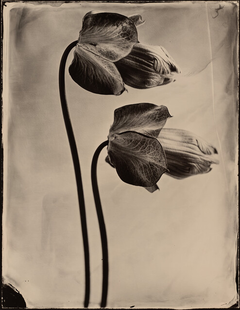 Tom Baril - Artworks for Sale & More | Artsy