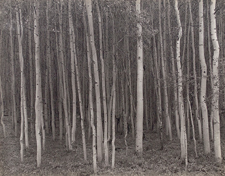 George Tice, ‘Aspen Grove, Aspen, CO’, 1969, Photography, Platinum Palladium Print, Gallery 270