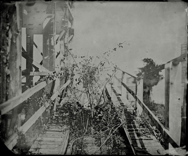 Rob Ball, ‘Tree Winter’, 2013, The Photographers' Gallery | Print Sales