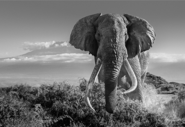 David Yarrow, ‘Africa 2’, ca. 2018, Samuel Lynne Galleries