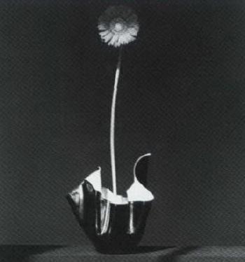 Robert Mapplethorpe - African daisy