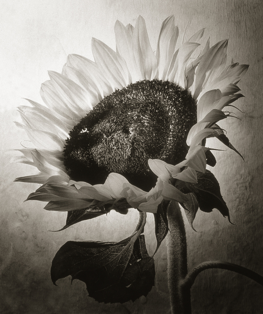 Cy DeCosse, ‘Sunflower I’, Photography, Platinum Palladium, Gallery 270