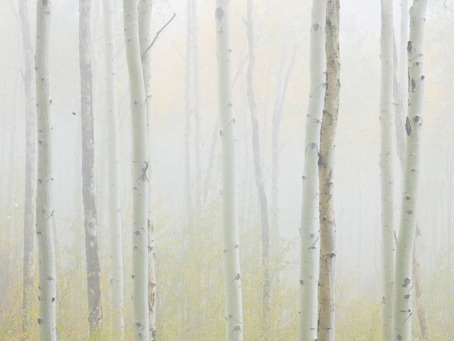 Stephen King 金昌民, ‘Autumn Mist’, 2017, Alisan Fine Arts