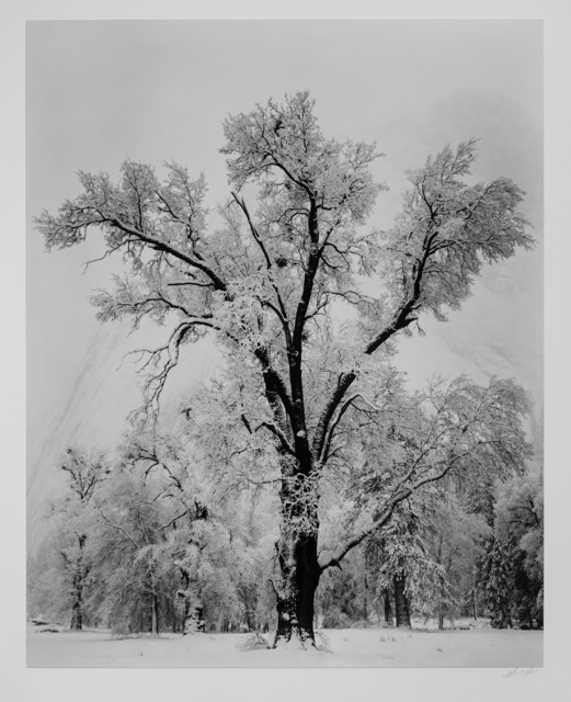 Ansel Adams, ‘Oak Tree, Snowstorm, Yosemite National Park’, ca. 1948, Photography West Gallery