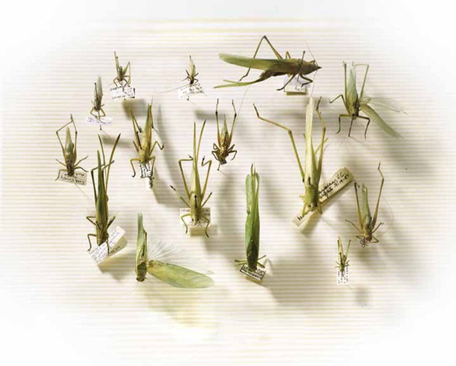 Laurie Rubin, ‘Grasshoppers’, Chicago Art Source