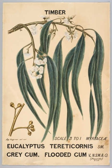 Agard Hagman, ‘Botanical illustration of Eucalyptus tereticornis (Grey Gum. Flooded Gum)’, 1888, Powerhouse Museum