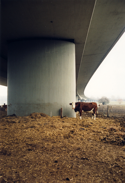 Jitka Hanzlová, ‘Untitled (Bio Cow)’, 1998, Yancey Richardson Gallery