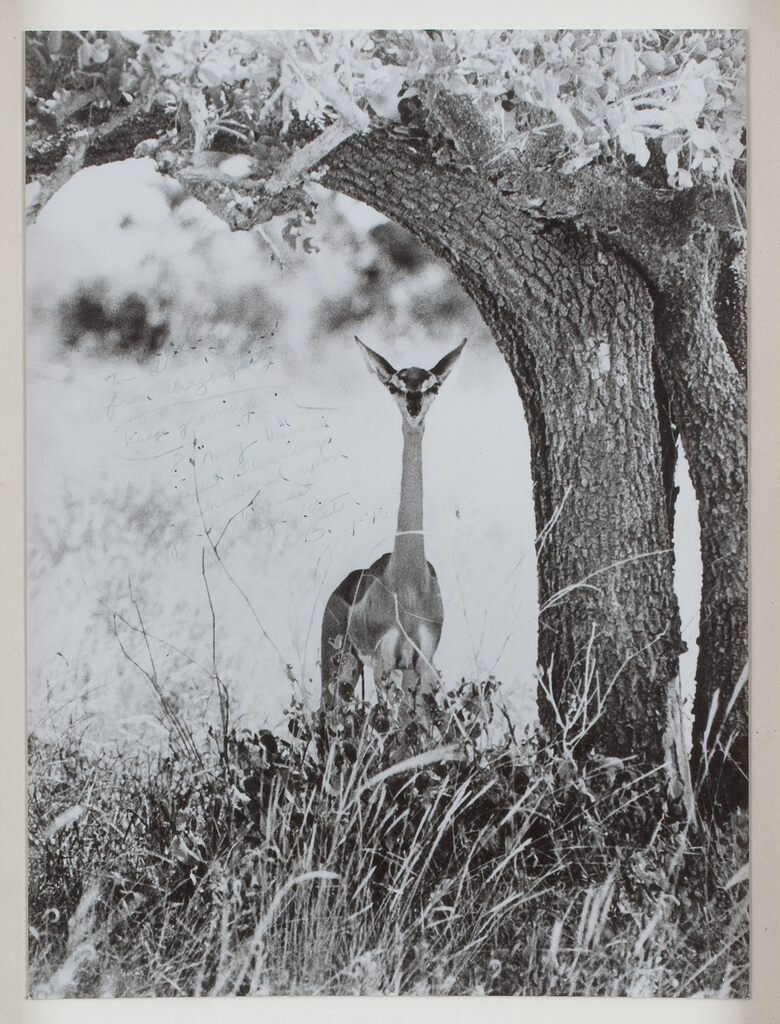 Peter Beard, Gerenuk, Kenya, 1960