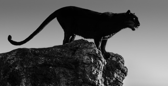 David Yarrow, ‘Black cat’, 2019, Fineart Oslo