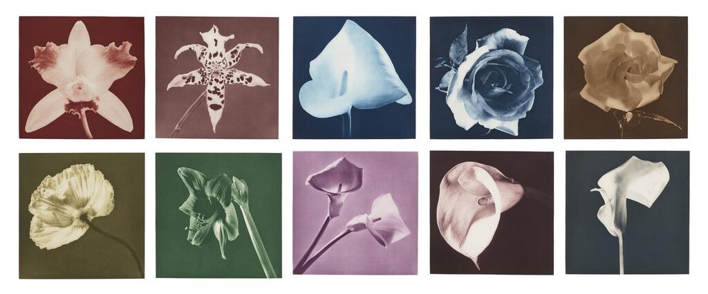 Robert Mapplethorpe — Flowers, 1986 | Buy Art | Guy Hepner