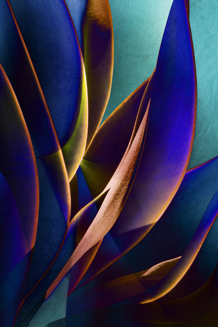 Ed Freeman, ‘Plant Abstraction 16’, 2017, Open Mind Art Space