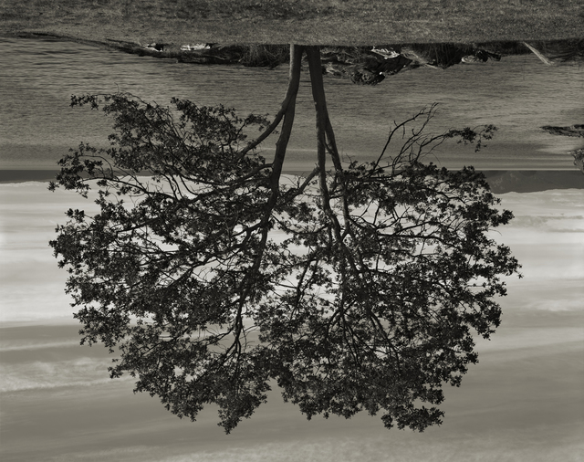 Rodney Graham, ‘Gary Oak, Galiano Island’, 2012, Hauser & Wirth