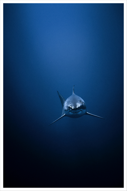 deep water shark - Ilustrasi 3