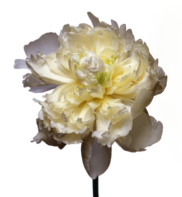 Michael Zeppetello, ‘Duchess De Nemours Peony’, 2018, Photography, Hahnemuehle Photo Rag Baryta Paper, Almond & Co.