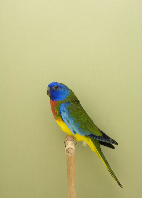 Luke Stephenson, ‘Splendid #2, from The Incomplete Dictionary of Show Birds’, 2009, The Photographers' Gallery | Print Sales