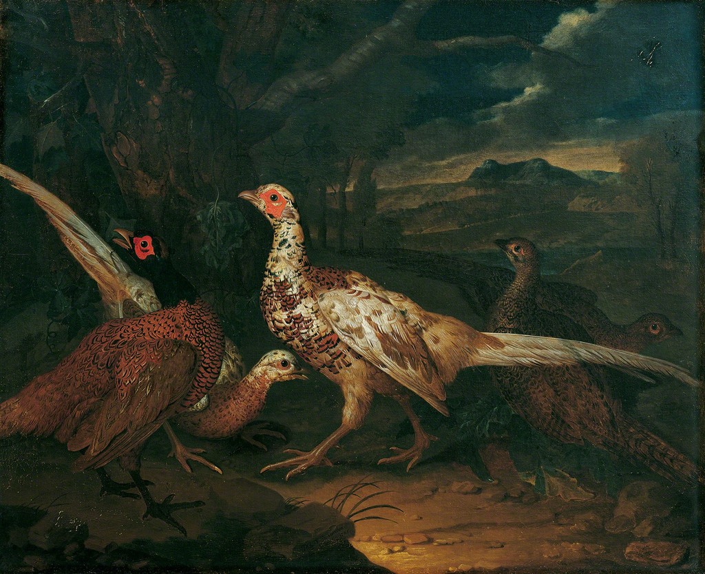 Philipp Ferdinand de Hamilton, Pheasants, 1745, © Belvedere, Vienna Philipp Ferdinand de Hamilton, Pheasants, 1745, © Belvedere, Vienna
