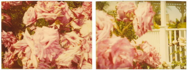 Stefanie Schneider, ‘Rosegarden #01, diptych’, 2004, Photography, Analog C-Prints, hand-printed by the artist on Fuji Crystal Archive Paper, matte surface, based on 2 Polaroids, not mounted, Instantdreams