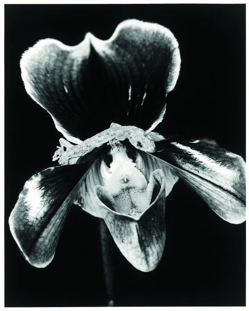 Nobuyoshi Araki, ‘flower’, 2012, Aura Gallery